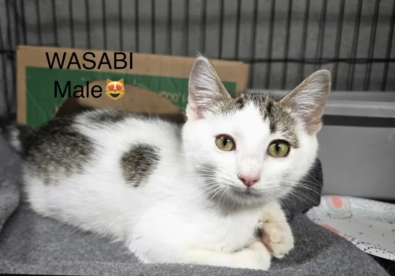 A baby medium-sized male Domestic Short Hair cat named Wasabi Sesame for adoption in Calais, ME