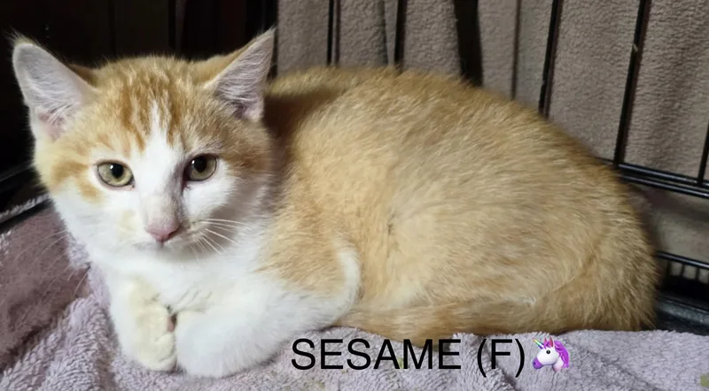 Wasabi  Sesame  thumbnail 2