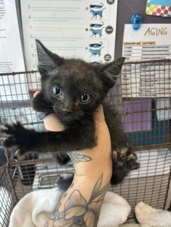A baby small-sized male Domestic Short Hair cat named Blackout for adoption in Salt Lake City, UT