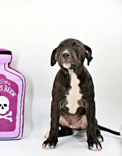 A baby large-sized male Pit Bull Terrier dog named Waggles for adoption in Morton Grove, IL