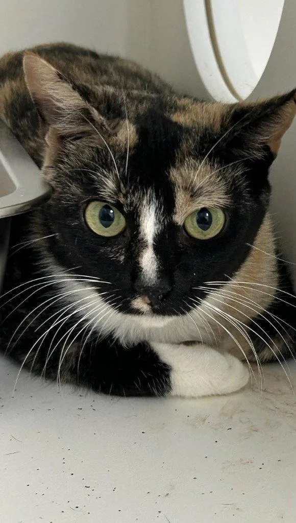 KitKat