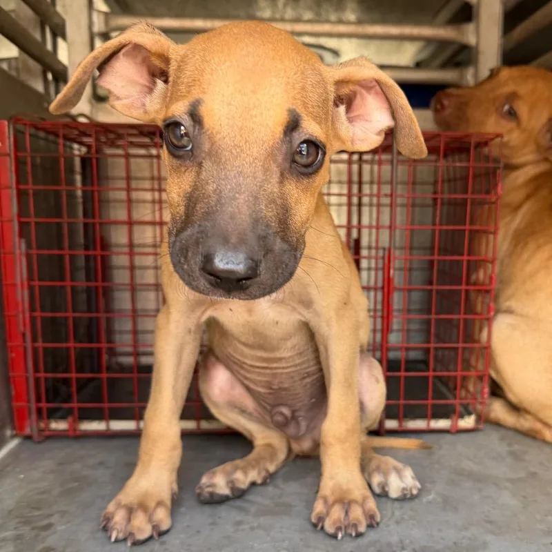 A baby small-sized male Brown / Chocolate Labrador Retriever dog named Troyel for adoption in Edinburg, TX