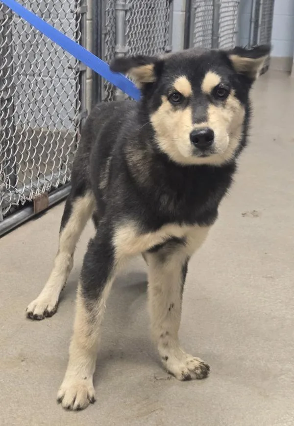 A baby small-sized male Siberian Husky dog named Count Chocula for adoption in Millersville, MD