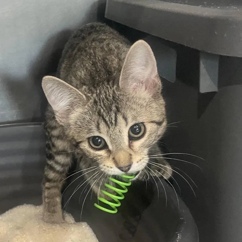 A baby small-sized female Brown / Chocolate Domestic Short Hair cat named Rosie for adoption in Prescott, AZ