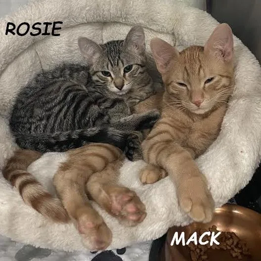 Rosie thumbnail 2