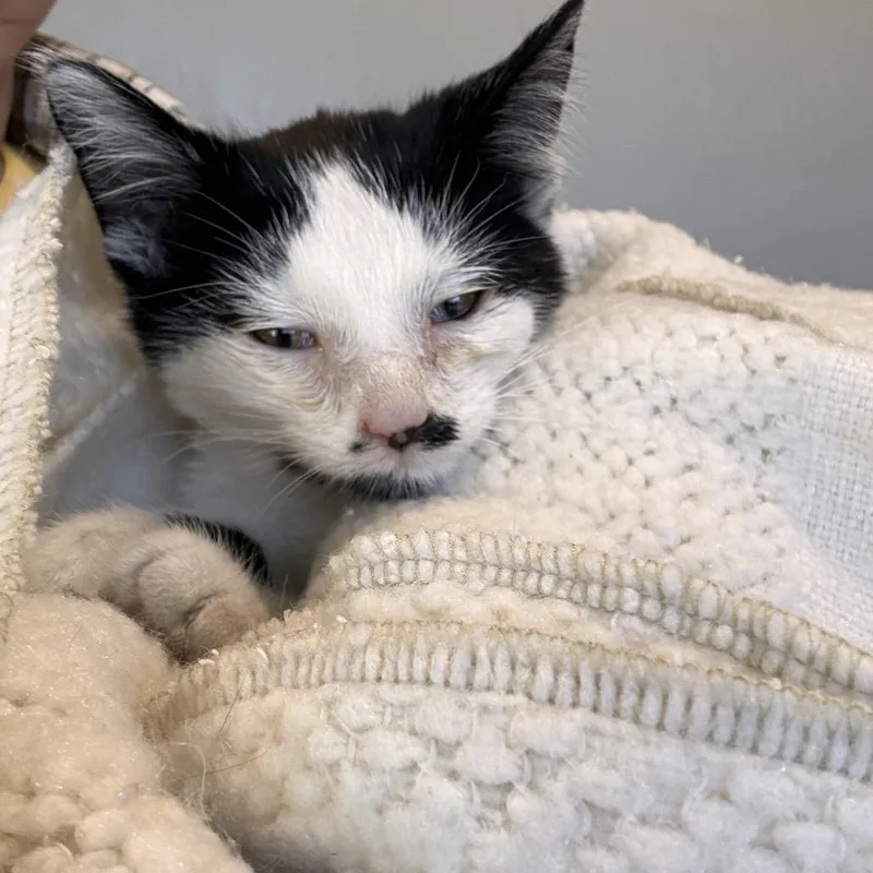 A baby small-sized male Black Domestic Short Hair cat named Tuxedo boy for adoption in Mondovi, WI