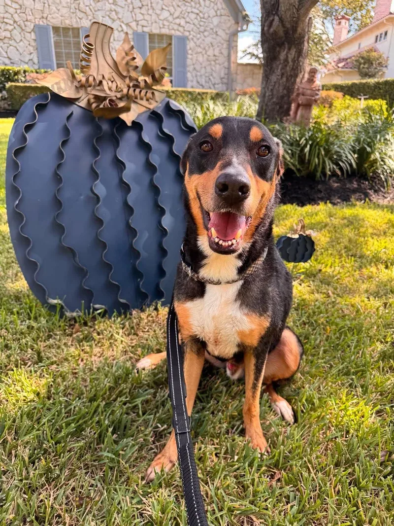 An adult large-sized male Doberman Pinscher dog named Dexter Loyal Companion for adoption in Sugar Land, TX