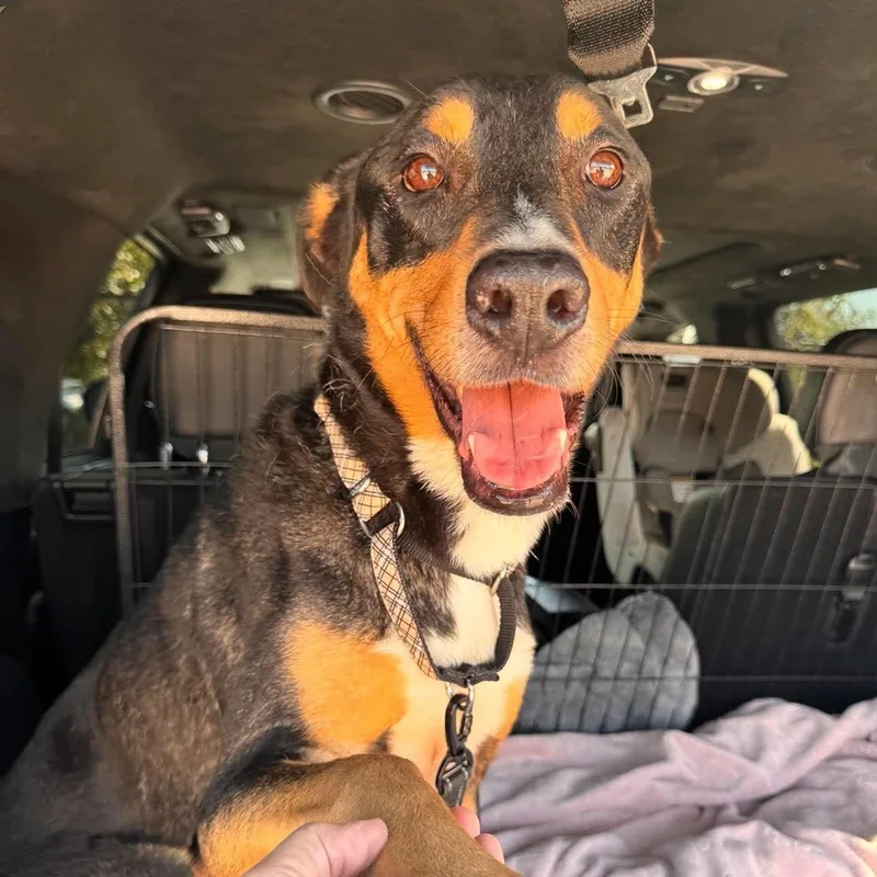 Dexter  Loyal Companion thumbnail 3
