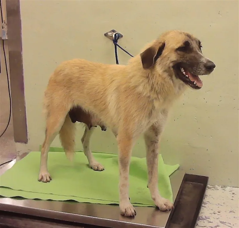 A young medium-sized female German Shepherd Dog dog named Goldilock for adoption in Houston, TX