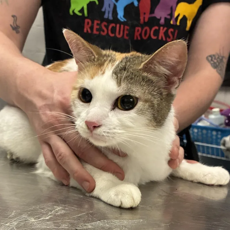 An adult small-sized female Calico Domestic Short Hair cat named Warp Factor for adoption in Dearborn, MI