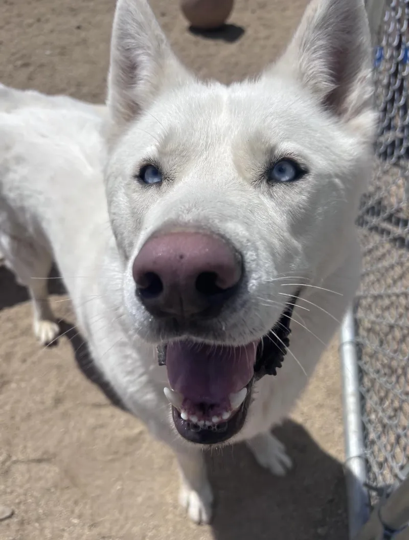 An adult medium-sized male Husky dog named Ghost for adoption in Stagecoach, NV