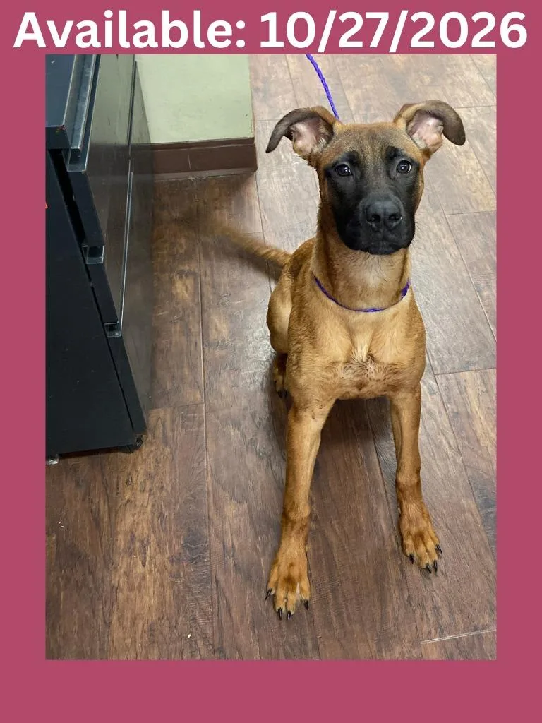 A baby large-sized female Bullmastiff dog named Dog Kennel  Marley for adoption in Greenville, TX