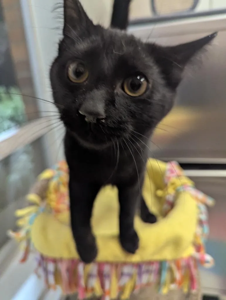 A baby medium-sized male Domestic Short Hair cat named Shade for adoption in Muskegon, MI