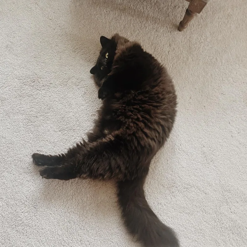 An adult small-sized male Black Himalayan cat named Bubbles for adoption in Lynchburg, VA