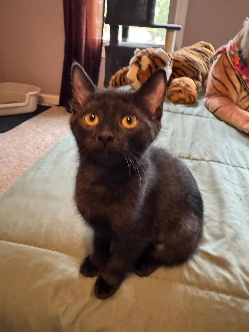 A baby medium-sized female Black Domestic Short Hair cat named Lady Venus for adoption in Mokena, IL
