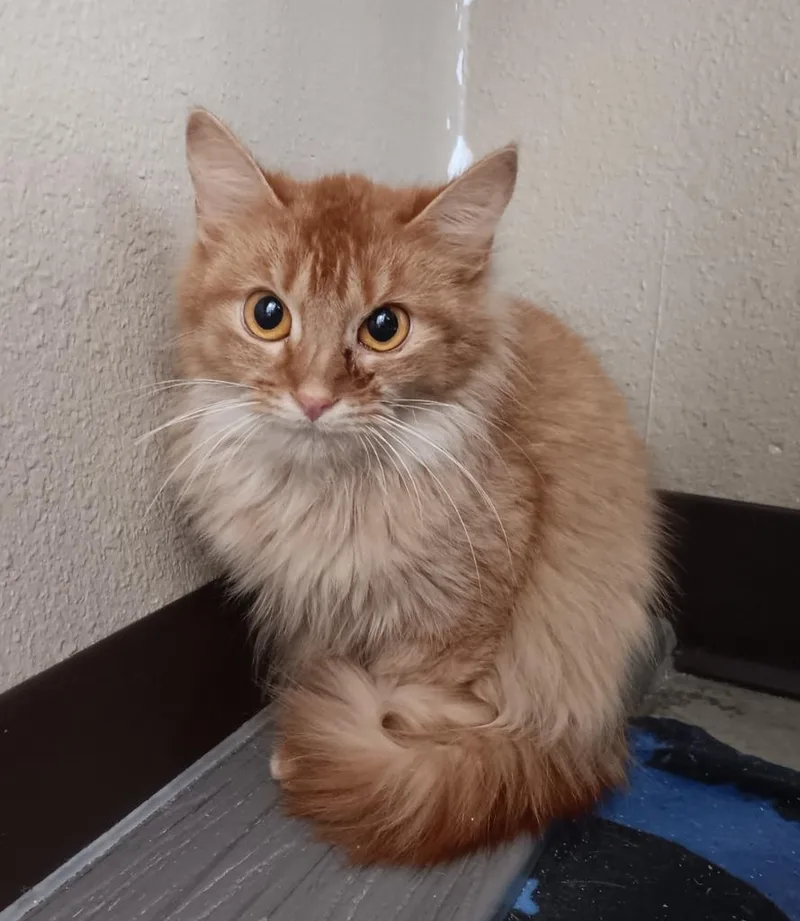 A baby medium-sized female Domestic Long Hair cat named Garnet for adoption in New Braunfels, TX
