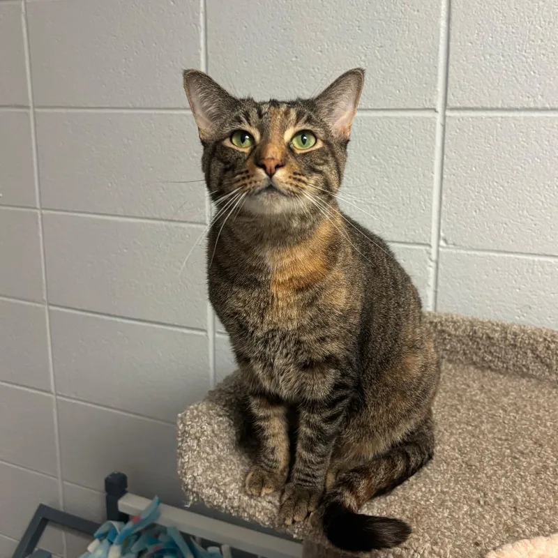 An adult medium-sized female Brown / Chocolate Domestic Short Hair cat named Fantasia for adoption in South Elgin, IL