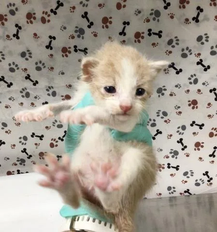 A baby small-sized male Domestic Short Hair cat named Chex for adoption in Riverside, CA