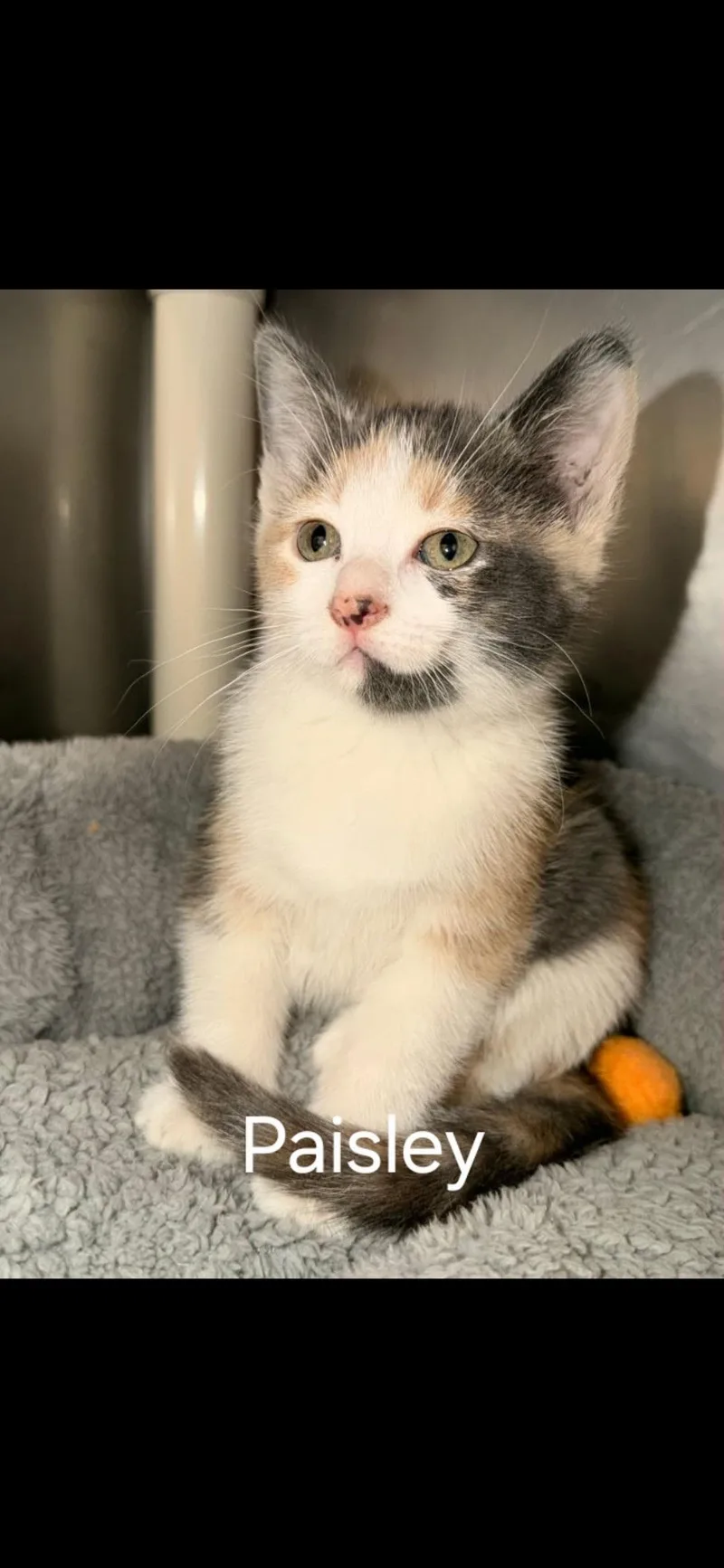 A baby large-sized female Dilute Calico Domestic Short Hair cat named Paisley for adoption in Medford, WI