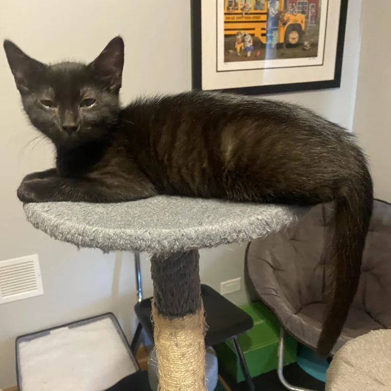 A baby small-sized female Black Domestic Short Hair cat named Gia for adoption in Skokie, IL