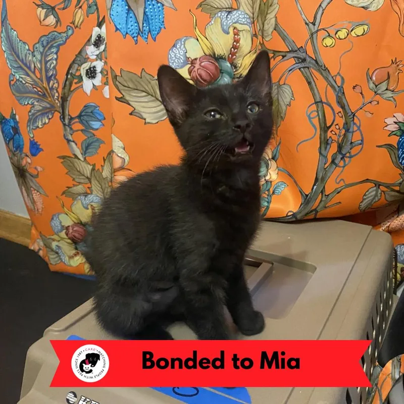Gia thumbnail 6
