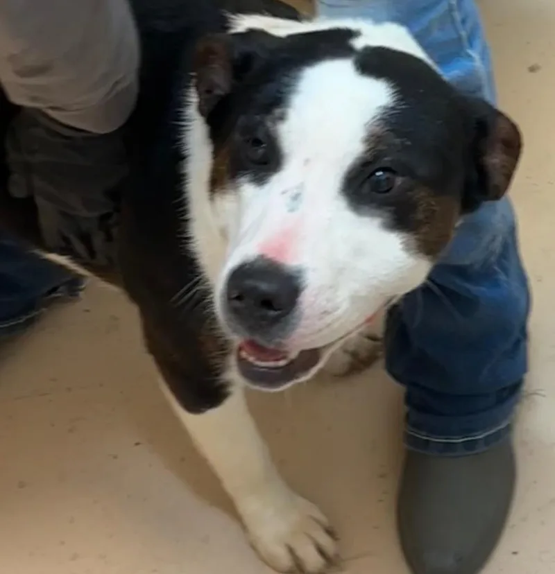 A baby large-sized female Bernese Mountain Dog dog named Meadow for adoption in Elizabethton, TN