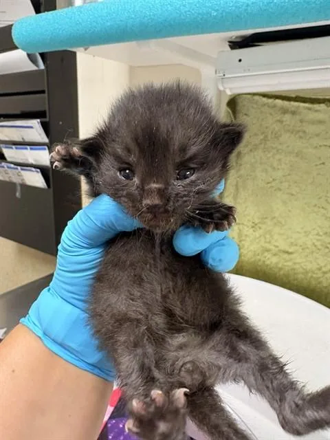 A baby small-sized male Domestic Short Hair cat named Smokey for adoption in Riverside, CA