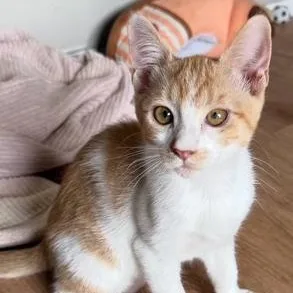 A baby small-sized female Orange & White Domestic Medium Hair cat named Ginger for adoption in Santa Maria, CA