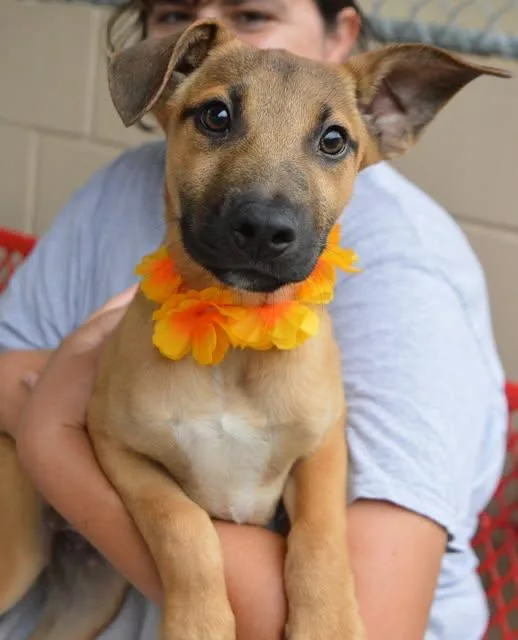 A baby large-sized female Mixed Breed dog named Snack Yeti for adoption in McKinney, TX