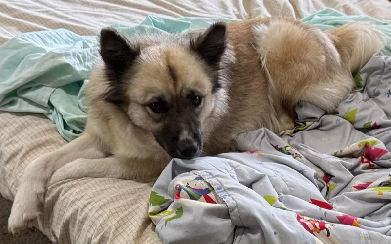 An adult medium-sized female Keeshond dog named Anastasia for adoption in Bradenton, FL