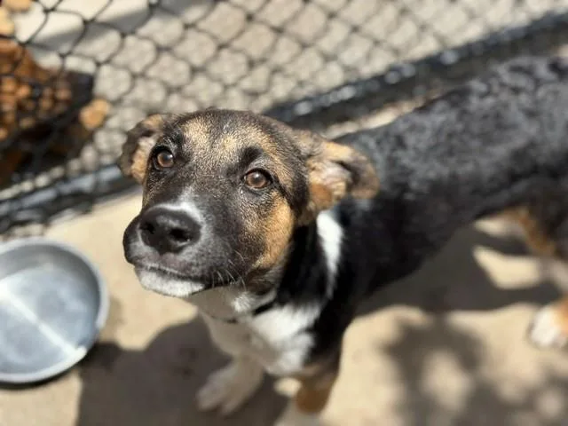 A baby small-sized male German Shepherd Dog dog named Chestney for adoption in Tulsa, OK