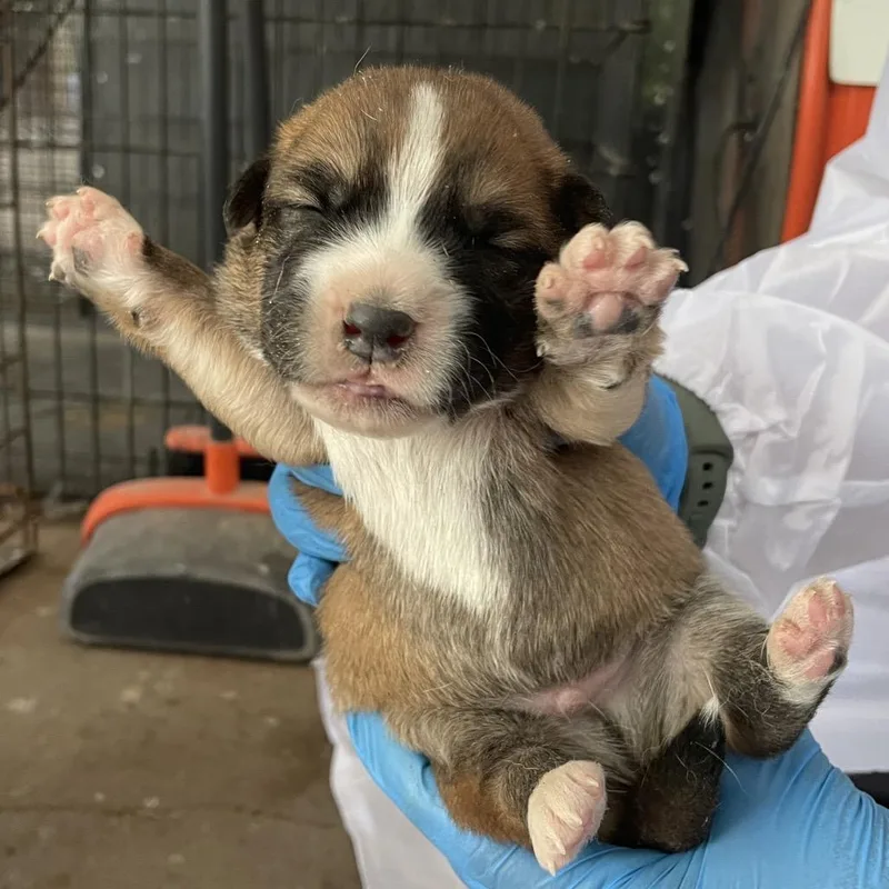 Sylvester thumbnail 2