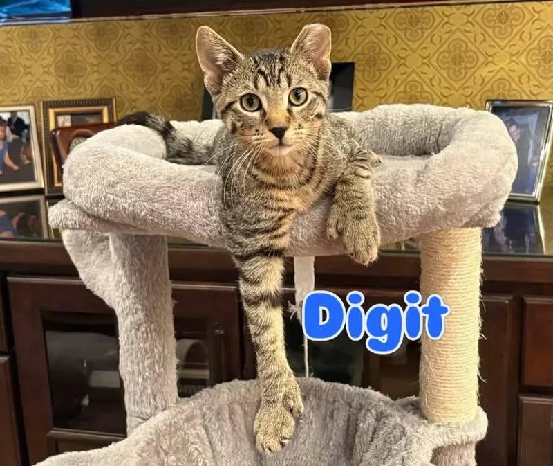 A baby medium-sized male Tabby (Leopard / Spotted) American Shorthair cat named Digit for adoption in Brooklyn, NY