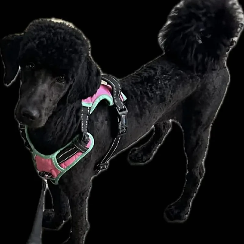 A young medium-sized female Black Poodle dog named Zora for adoption in Phoenix, MD