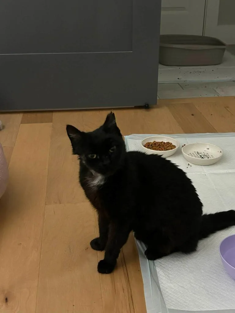 An adult small-sized female Domestic Short Hair cat named Tenders for adoption in Newnan, GA