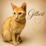 A young medium-sized male Tabby (Orange / Red) Domestic Short Hair cat named Gilbert for adoption in Portsmouth, OH