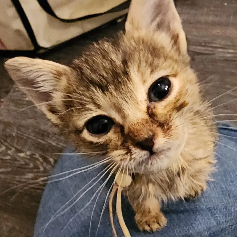 Churro thumbnail 2