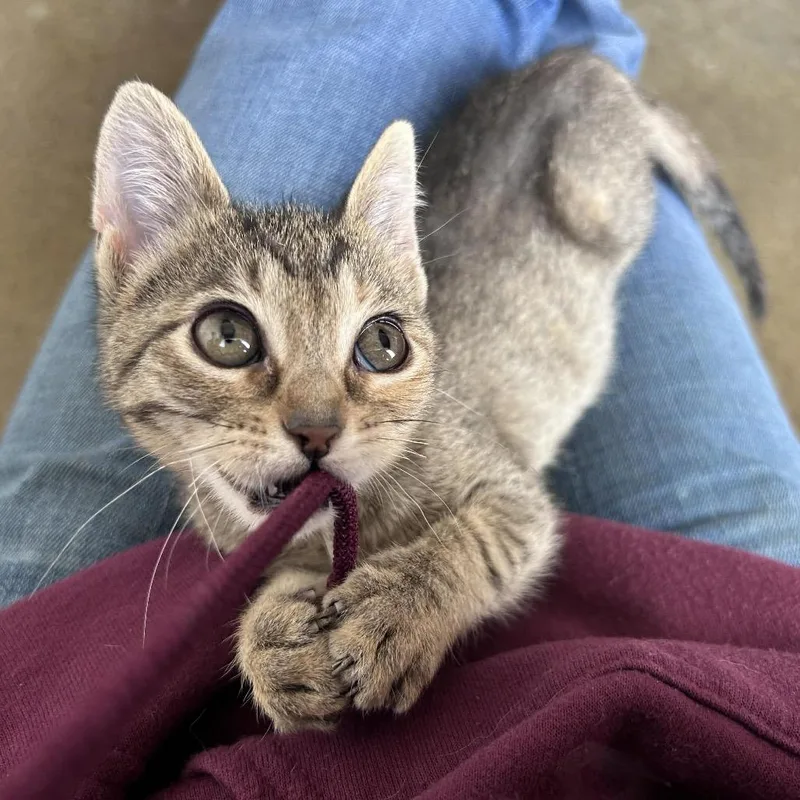 Churro thumbnail 4