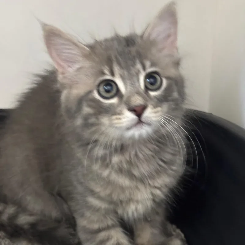 A baby small-sized male Gray / Blue / Silver Domestic Short Hair cat named Tomato for adoption in League City, TX
