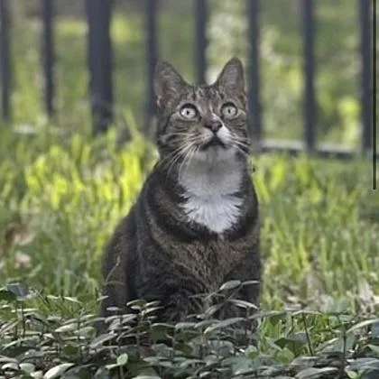 An adult medium-sized male American Shorthair cat named Bailey for adoption in Largo, FL