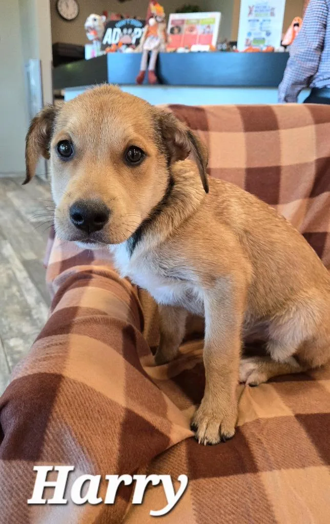 A baby small-sized male Labrador Retriever dog named Harry Yrly for adoption in Sidney, OH