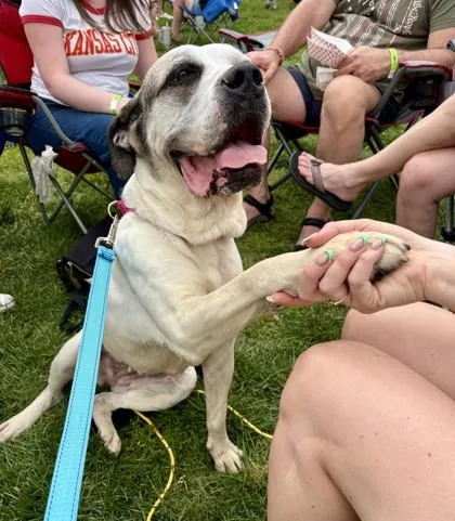 A senior large-sized female White / Cream Mixed Breed dog named Dharma for adoption in Kansas City, MO