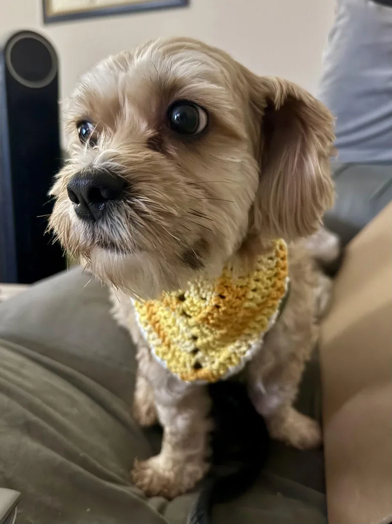 Cory Cornelius thumbnail 2