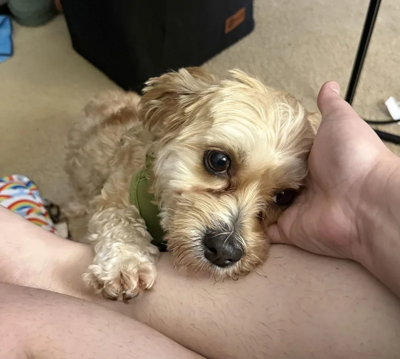 Cory Cornelius thumbnail 3