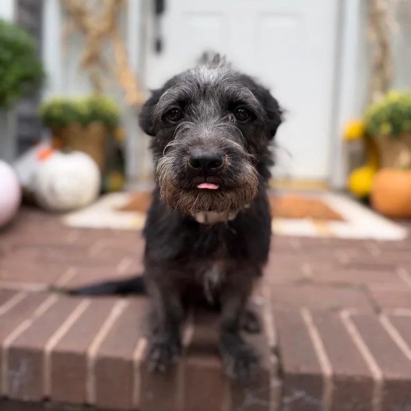 An adult small-sized female Terrier dog named Hadley for adoption in Medford, NJ