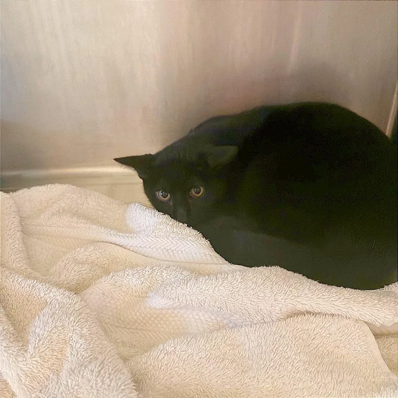 A baby medium-sized male Black Domestic Short Hair cat named Nidorina for adoption in Austin, TX