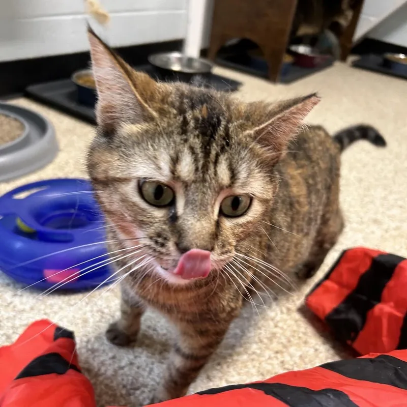 Regina George thumbnail 2