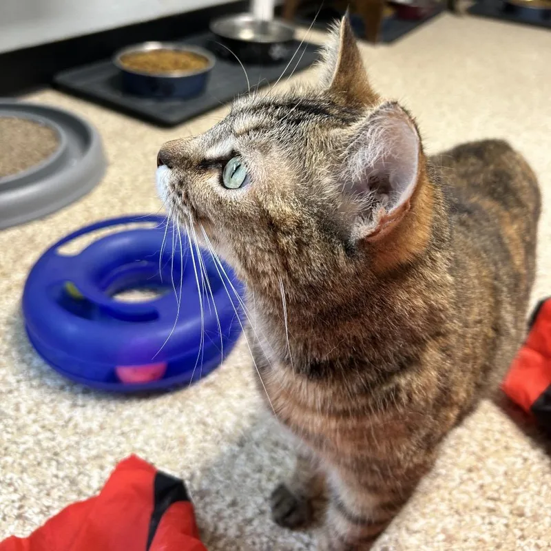 Regina George thumbnail 3