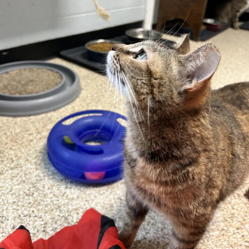 Regina George thumbnail 4