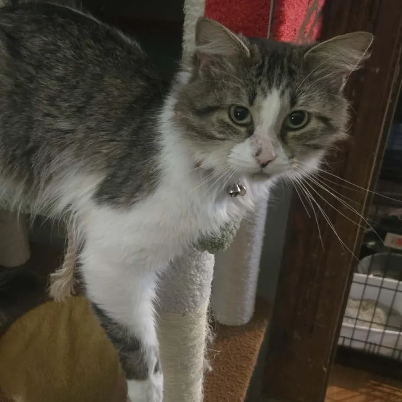 An adult small-sized male Domestic Long Hair cat named General for adoption in Carmel, IN